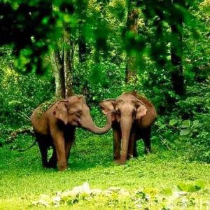 Standard Wayanad Honeymoon Tour Packages 2 Days