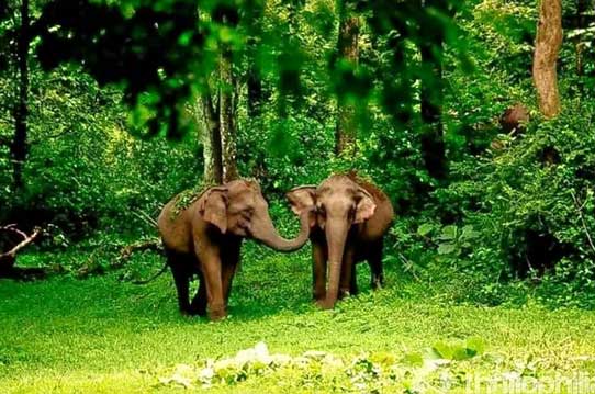 Standard Wayanad Honeymoon Tour Packages 2 Days