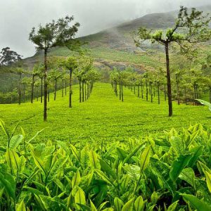 Deluxe wayanad honeymoon packages