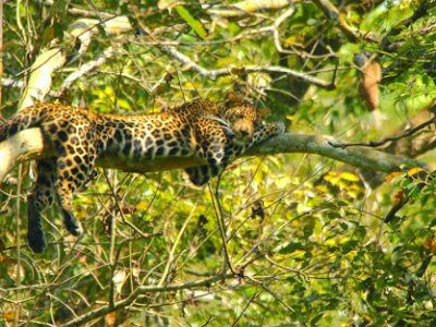 tholpetty-wildlife-sanctuary