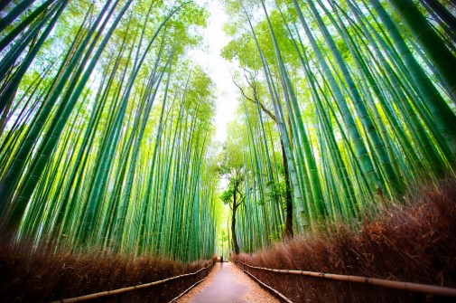 Bamboo forest